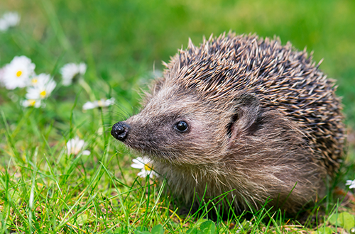 hedgehog_garden