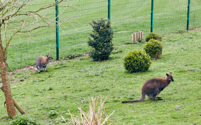 SuperCamps at Whitgift School, Surrey, kids enjoy the zoo